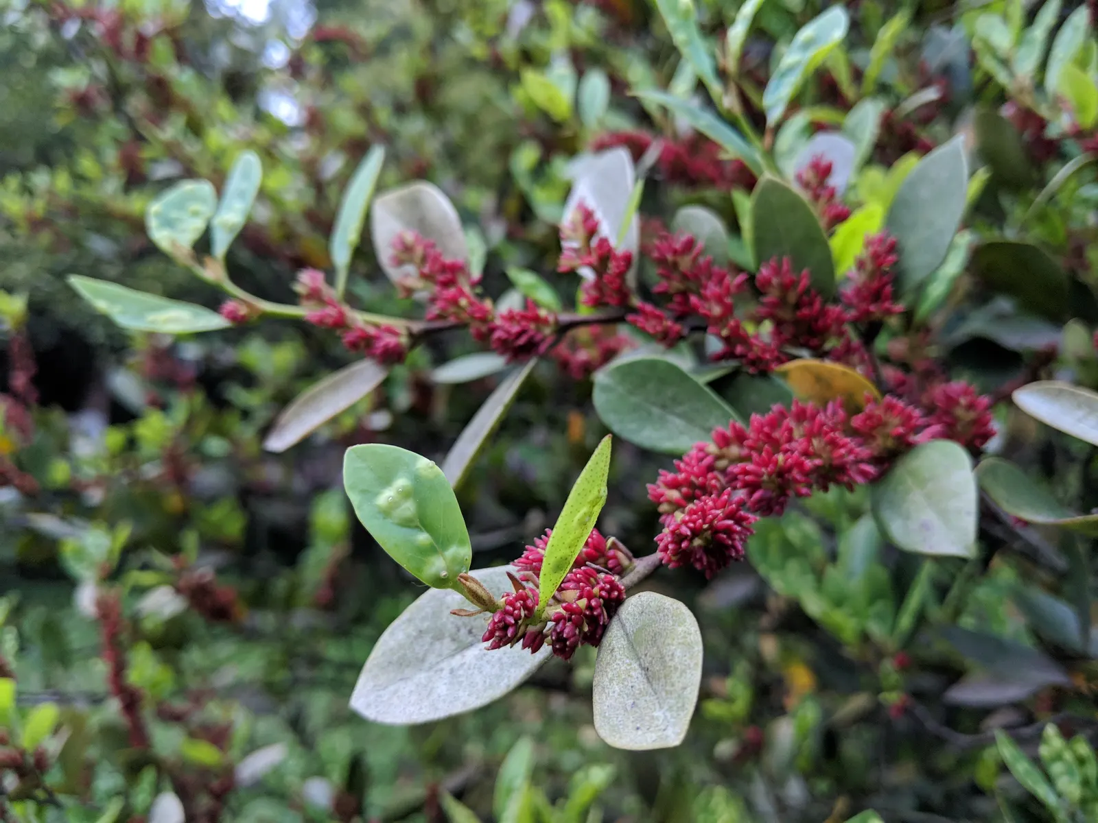 Winter Hazel (Corylopsis Spicata) — A deciduous shrub that hails from the forests of Japan and Korea