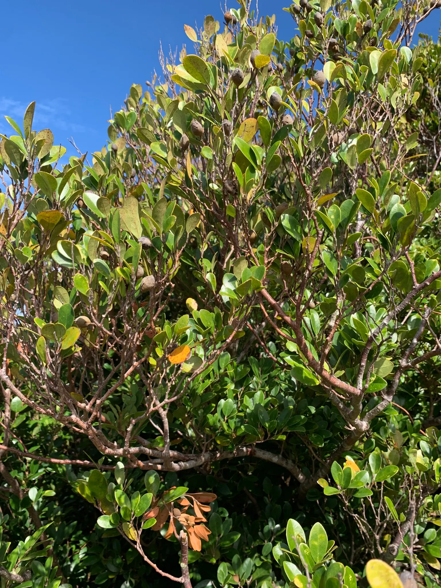 Winter Hazel (Corylopsis Spicata) — shrub with yellow blooms; they turn a delightful golden-yellow in the autumn, offering three seasons of interest, image 111