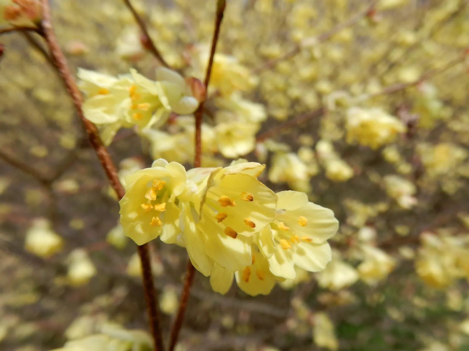 Winter Hazel (Corylopsis Spicata) — This shrub thrives in partial shade to full sun and prefers moist; they turn a delightful golden-yellow in the, image 75