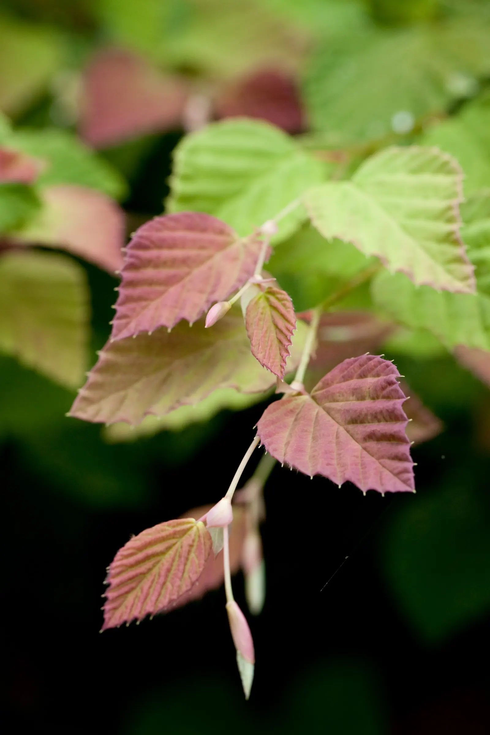 Winter Hazel (Corylopsis Spicata) — chain-like clusters of flowers; this makes Corylopsis spicata a beautiful and manageable addition to both, image 68