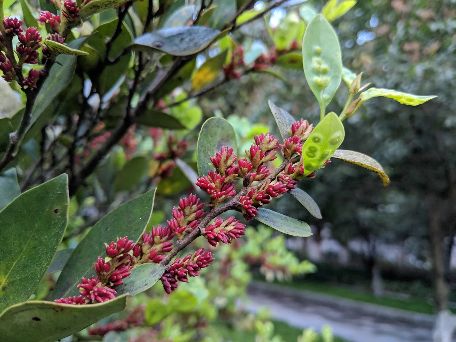 Winter Hazel (Corylopsis Spicata) — Winter Hazel's light green leaves