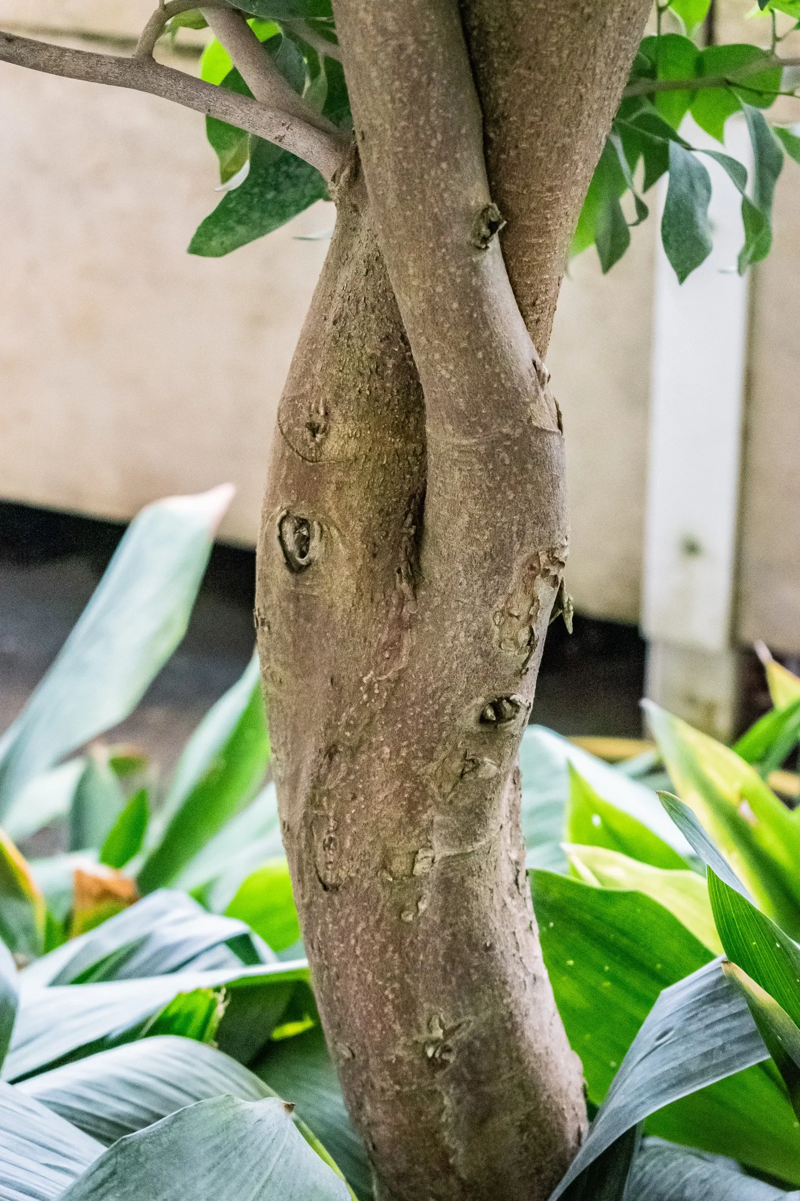 Winter Hazel (Corylopsis Spicata) — yellow flowers in the garden; which allows its pendulous, image 82