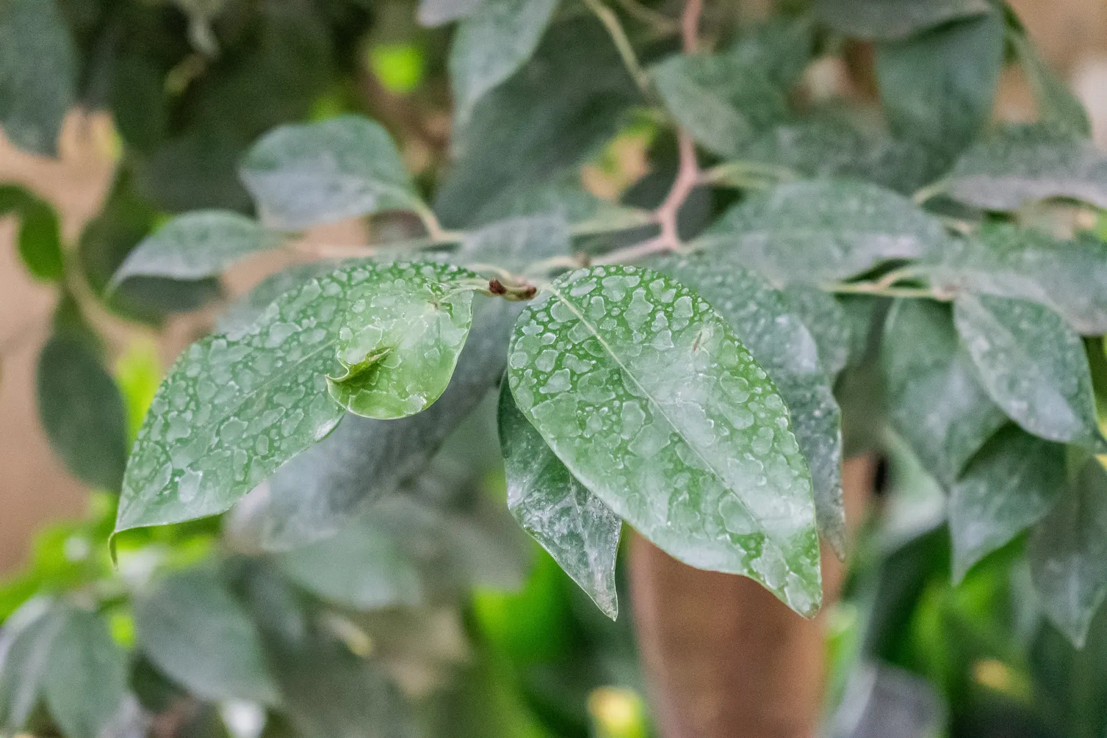 Winter Hazel (Corylopsis Spicata) — ideally with a slightly acidic to neutral pH.<br><br>Winter Hazel is generally hardy in USDA zones 5 to 8; this, image 132