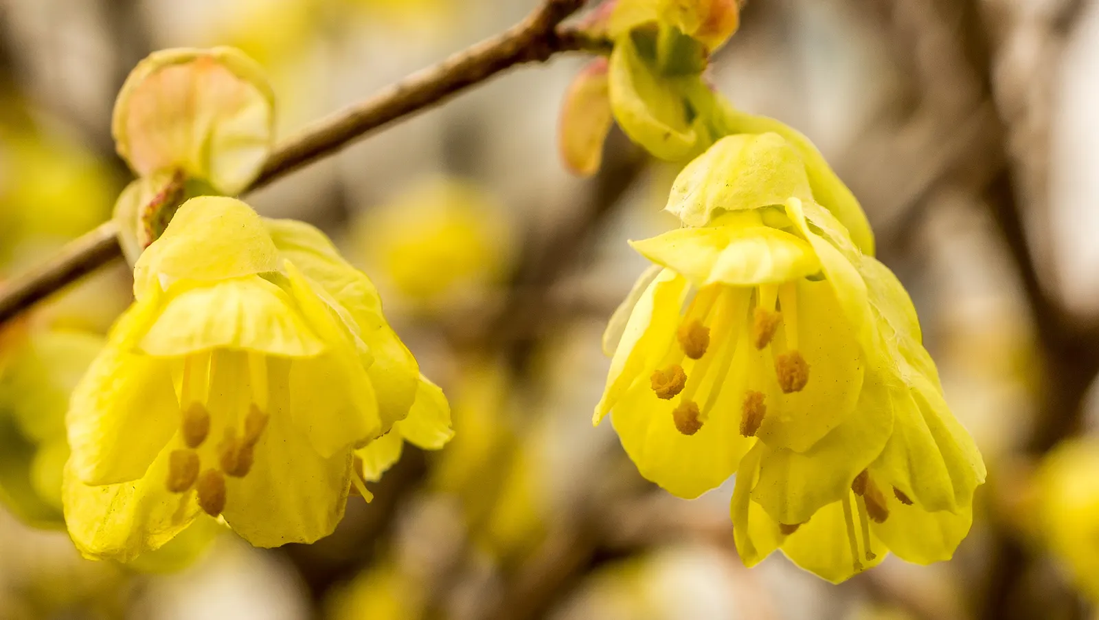 Winter Hazel (Corylopsis Spicata) — each about 1 to 3 inches long; the flowers precede heart-shaped, ribbed leaves that turn yellow in the fall, image 97