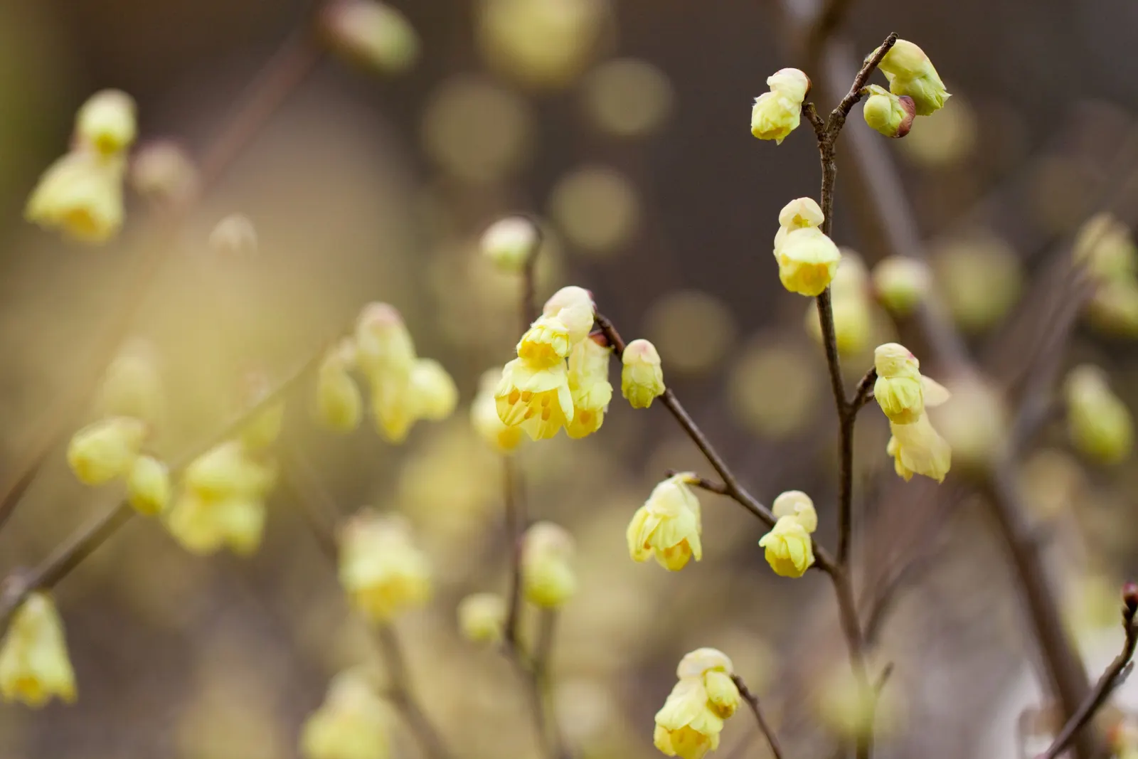 Winter Hazel (Corylopsis Spicata) — it's relatively low-maintenance; they turn a delightful golden-yellow in the autumn, offering three seasons of interest