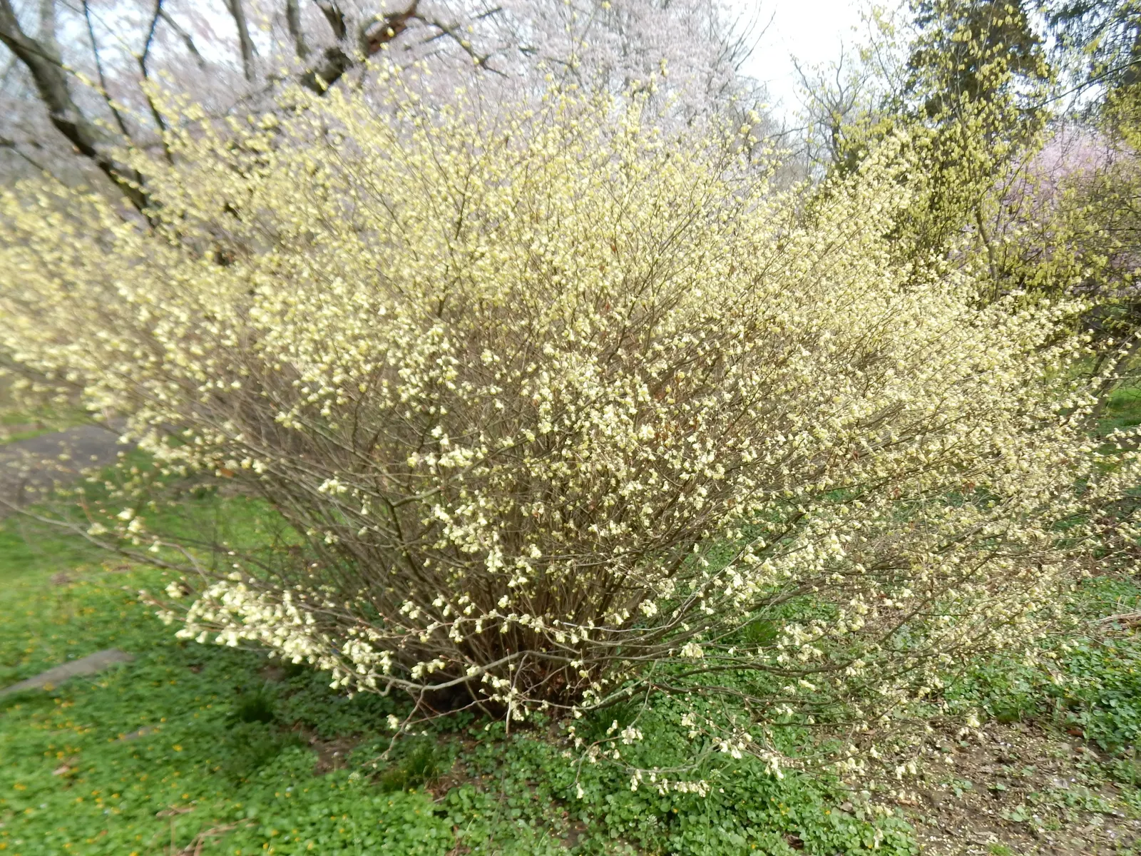 Winter Hazel (Corylopsis Spicata) — A deciduous shrub that hails from the forests of Japan and Korea; which allows its pendulous, image 118