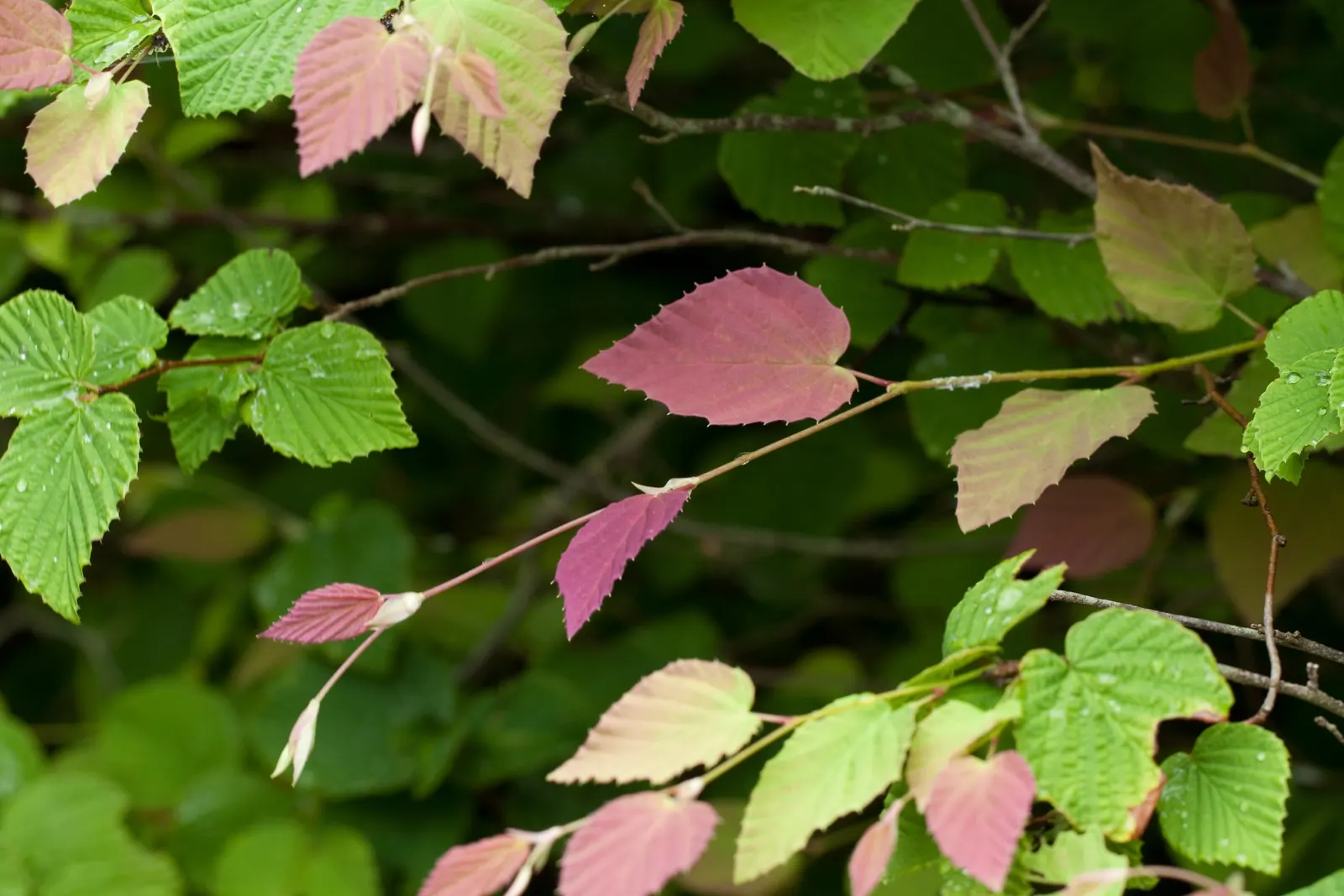 Winter Hazel (Corylopsis Spicata) — This plant can reach up to 6-8 feet in height and spreads 6-8 feet wide, creating a rounded form; they turn a, image 59