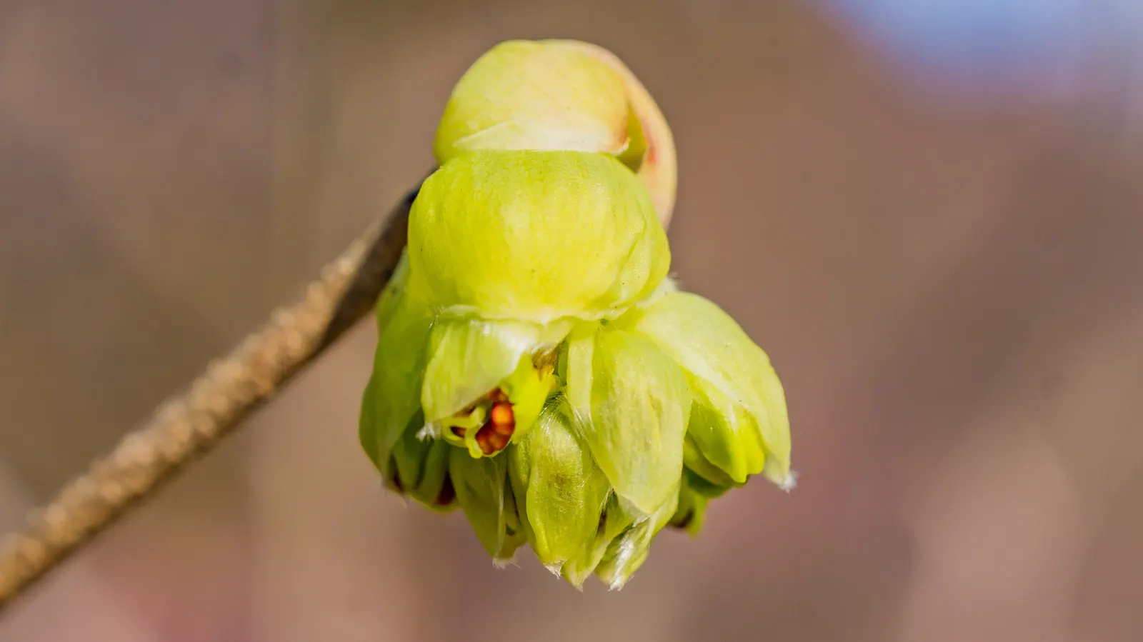 Winter Hazel (Corylopsis Spicata) — requiring minimal pruning only to shape or remove dead wood