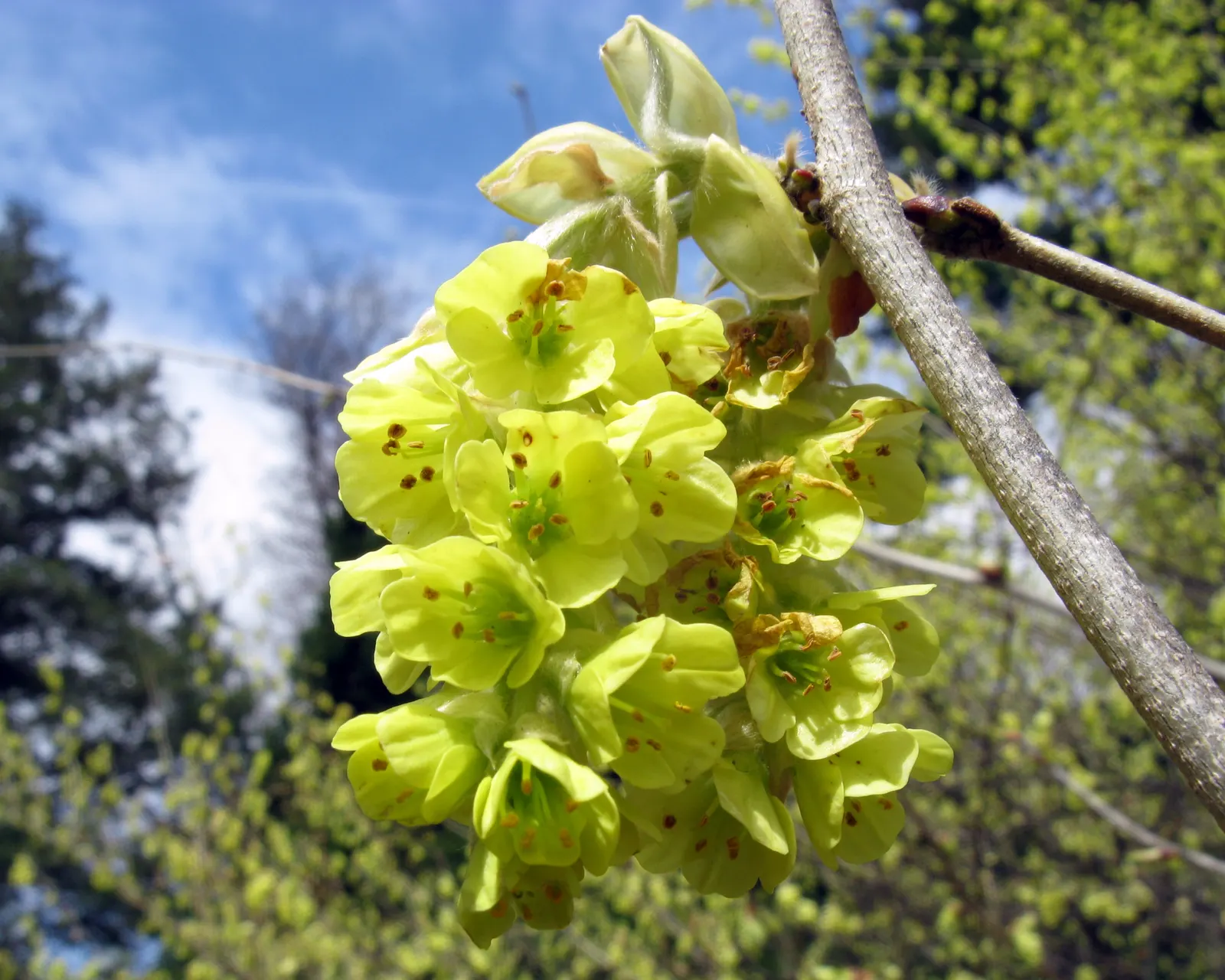Winter Hazel (Corylopsis Spicata) — the Winter Hazel typically reaches a modest height of 4 to 8 feet and spreads an equal width; they turn a, image 63