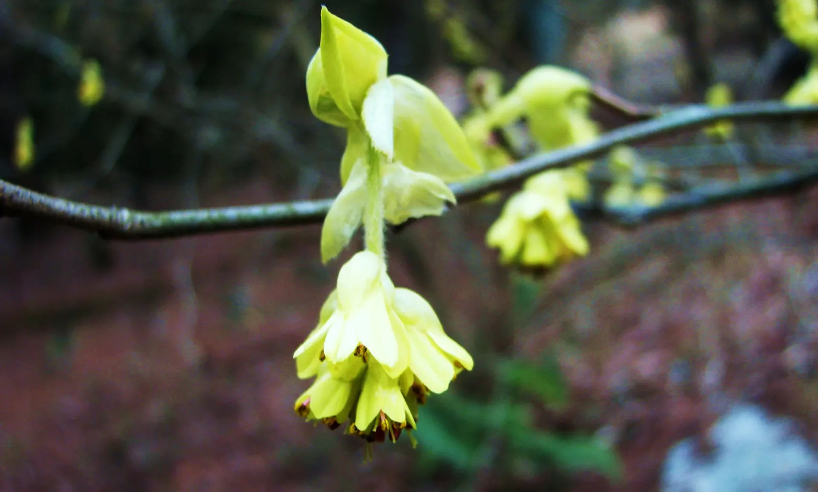 Winter Hazel (Corylopsis Spicata) — the Winter Hazel typically reaches a modest height of 4 to 8 feet and spreads an equal width; they turn a delightful