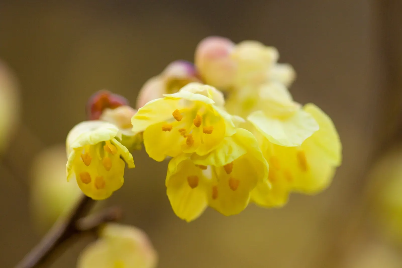 Winter Hazel (Corylopsis Spicata) — The flowers precede heart-shaped, ribbed leaves that turn yellow in the fall; this makes Corylopsis spicata a, image 88