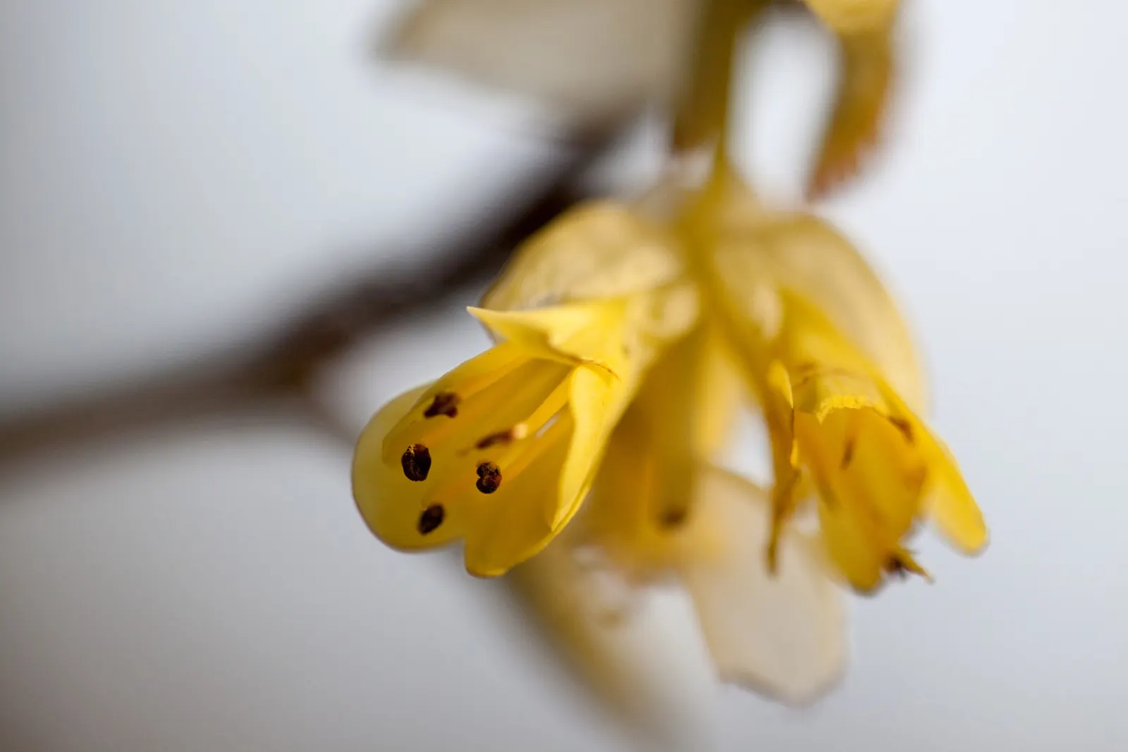 Winter Hazel (Corylopsis Spicata) — also provide summer shade