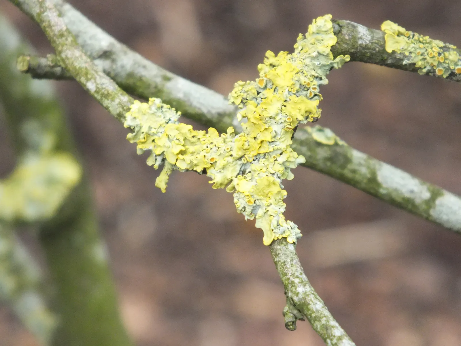 Winter Hazel (Corylopsis Spicata) — They turn a delightful golden-yellow in the autumn, offering three seasons of interest