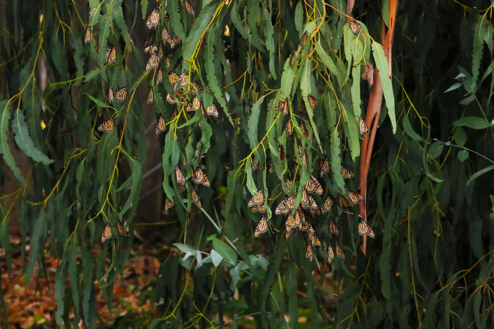 Winter Hazel (Corylopsis Spicata) — withstanding minimum temperatures from -20 to 20 degrees Fahrenheit