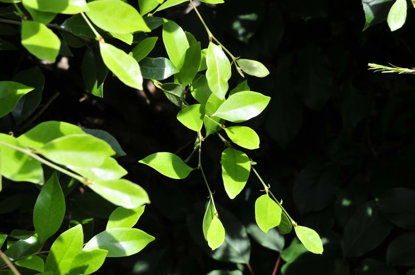 Winter Hazel (Corylopsis Spicata) — shrub for full or half; this makes Corylopsis spicata a beautiful and manageable addition to both residential, image 84