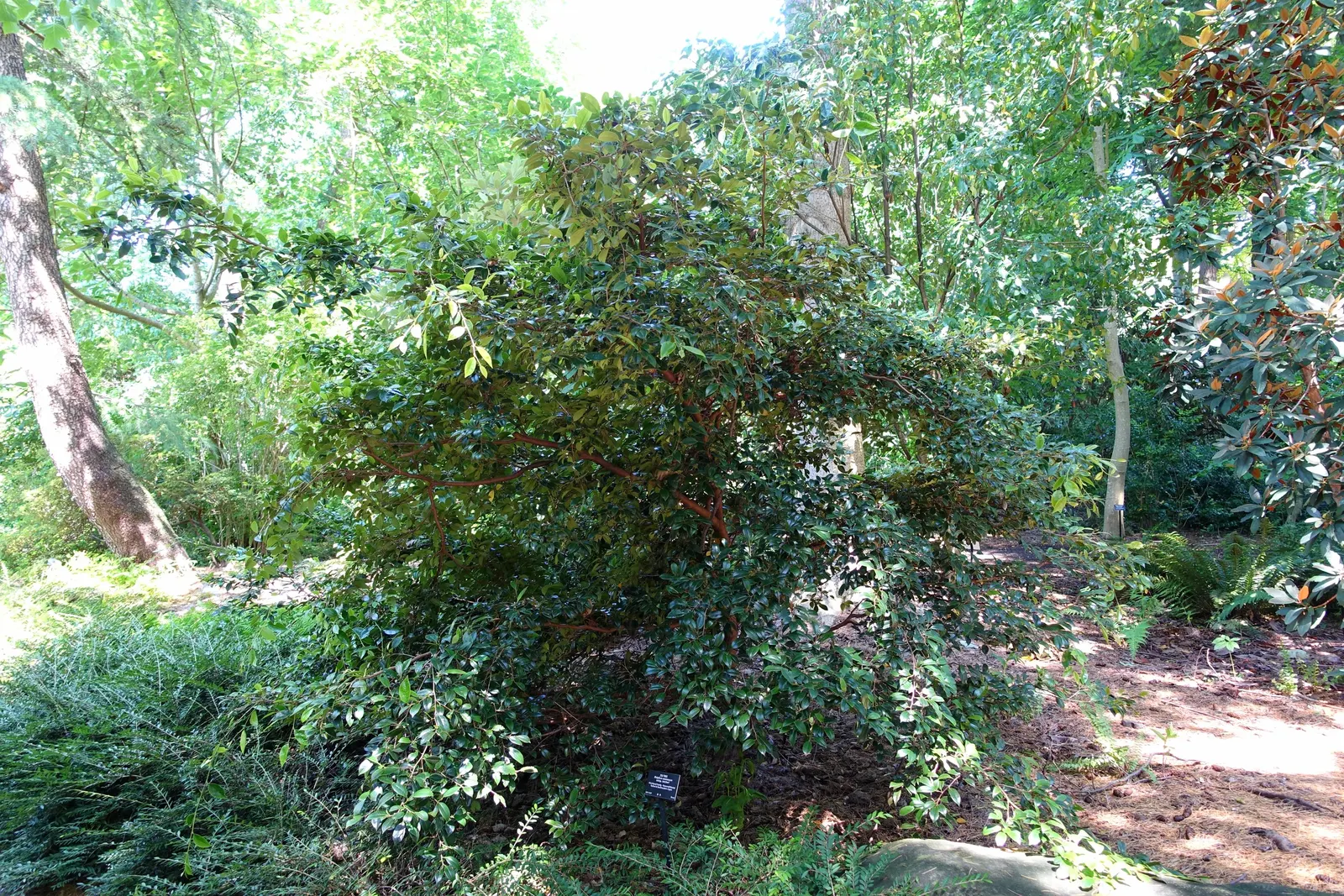 Winter Hazel (Corylopsis Spicata) — This makes Corylopsis spicata a beautiful and manageable addition to both residential and park landscapes; the flowers