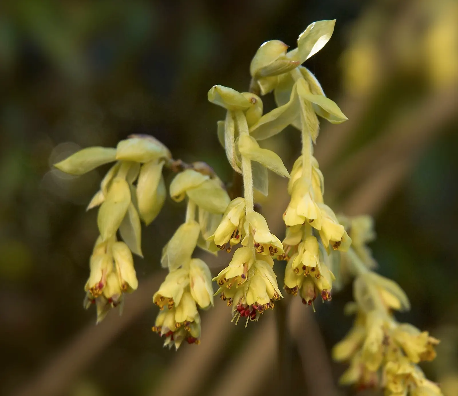 Winter Hazel (Corylopsis Spicata) — shrub for full or half; this makes Corylopsis spicata a beautiful and manageable addition to both residential, image 112
