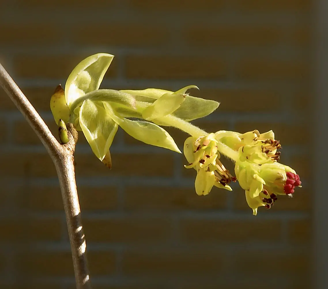 Winter Hazel (Corylopsis Spicata) — The flowers precede heart-shaped, ribbed leaves that turn yellow in the fall; this makes Corylopsis spicata a beautiful and