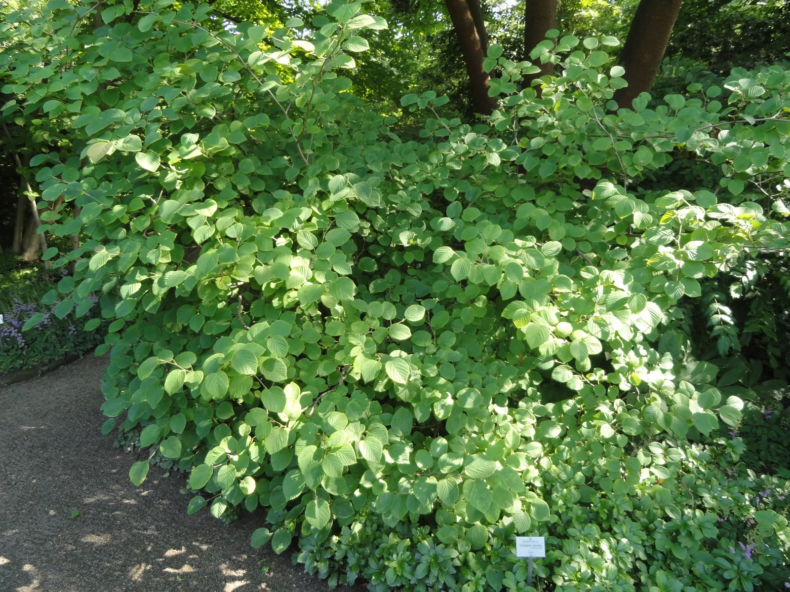 Winter Hazel (Corylopsis Spicata) — They turn a delightful golden-yellow in the autumn, offering three seasons of interest; which allows its, image 74