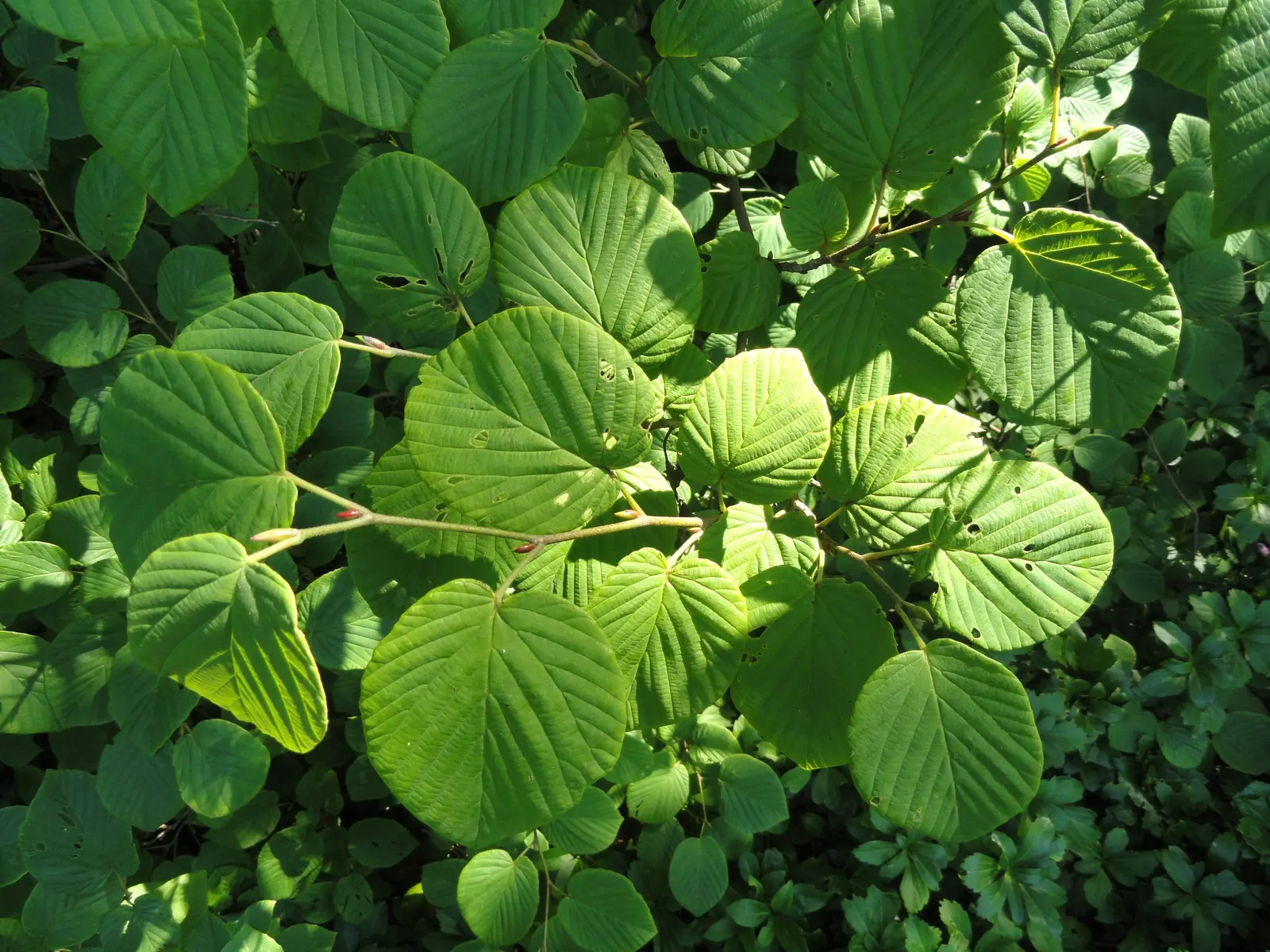 Winter Hazel (Corylopsis Spicata) — commonly known as Winter Hazel