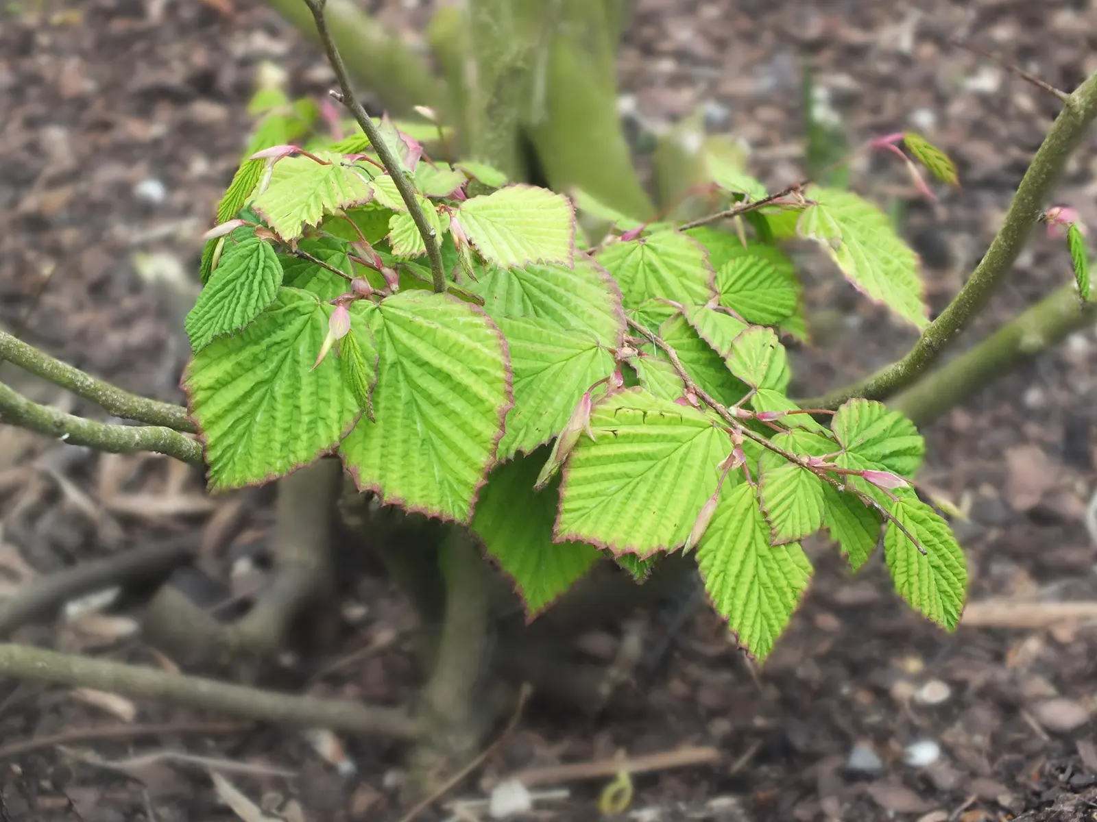Winter Hazel (Corylopsis Spicata) — Winter Hazel's light green leaves; they turn a delightful golden-yellow in the autumn, offering three seasons, image 99