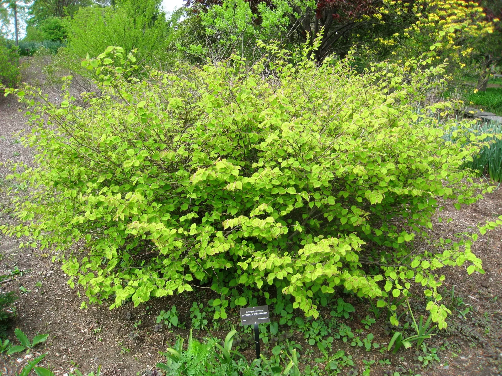 Winter Hazel (Corylopsis Spicata) — which allows its pendulous; they turn a delightful golden-yellow in the autumn, offering three seasons of, image 123