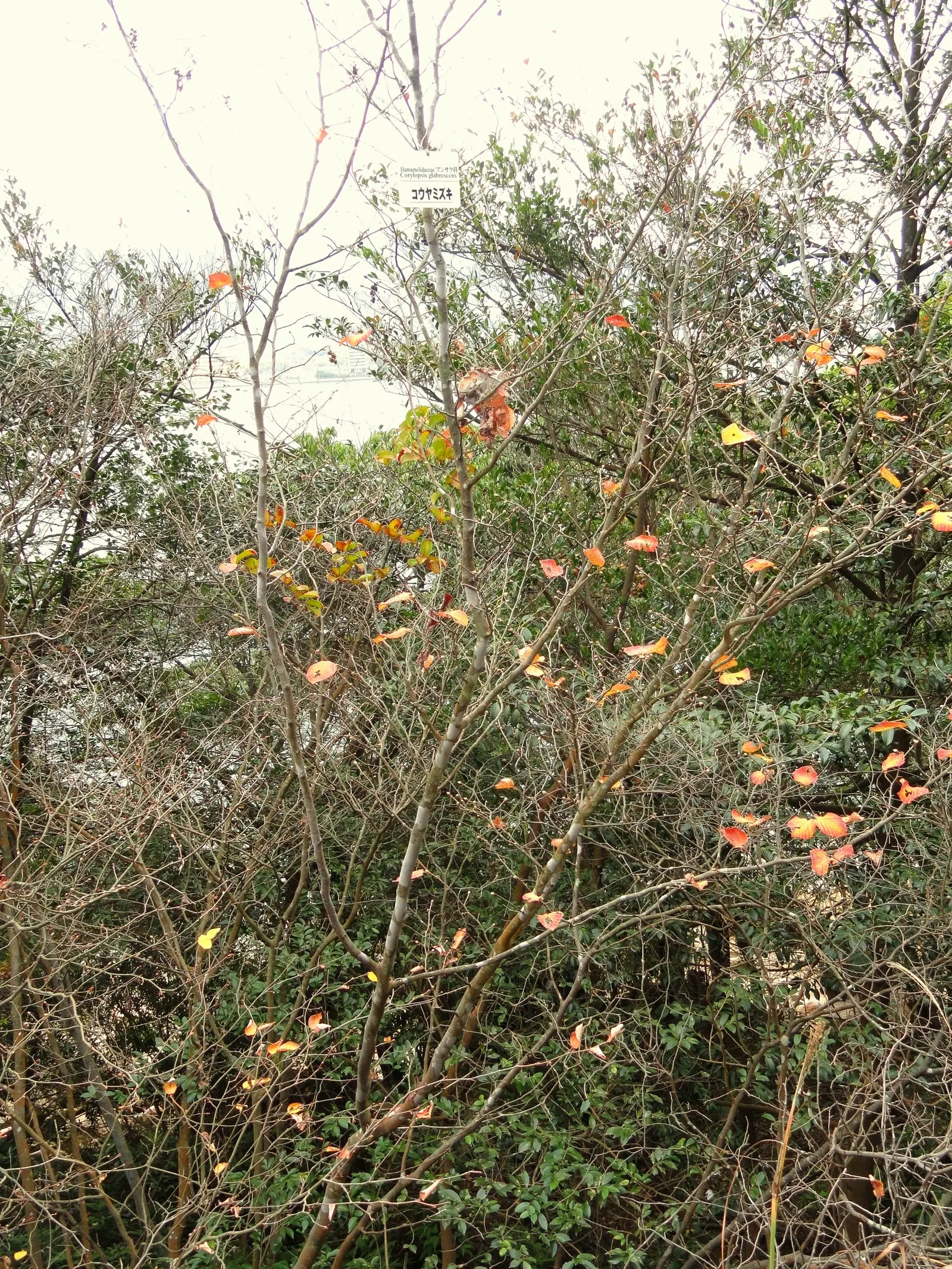 Winter Hazel (Corylopsis Spicata) — yellow flowers in early spring; which allows its pendulous, image 58