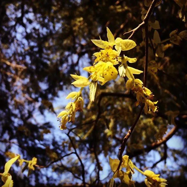 Winter Hazel (Corylopsis Spicata) — requiring minimal pruning only to shape or remove dead wood; this makes Corylopsis spicata a beautiful and, image 80