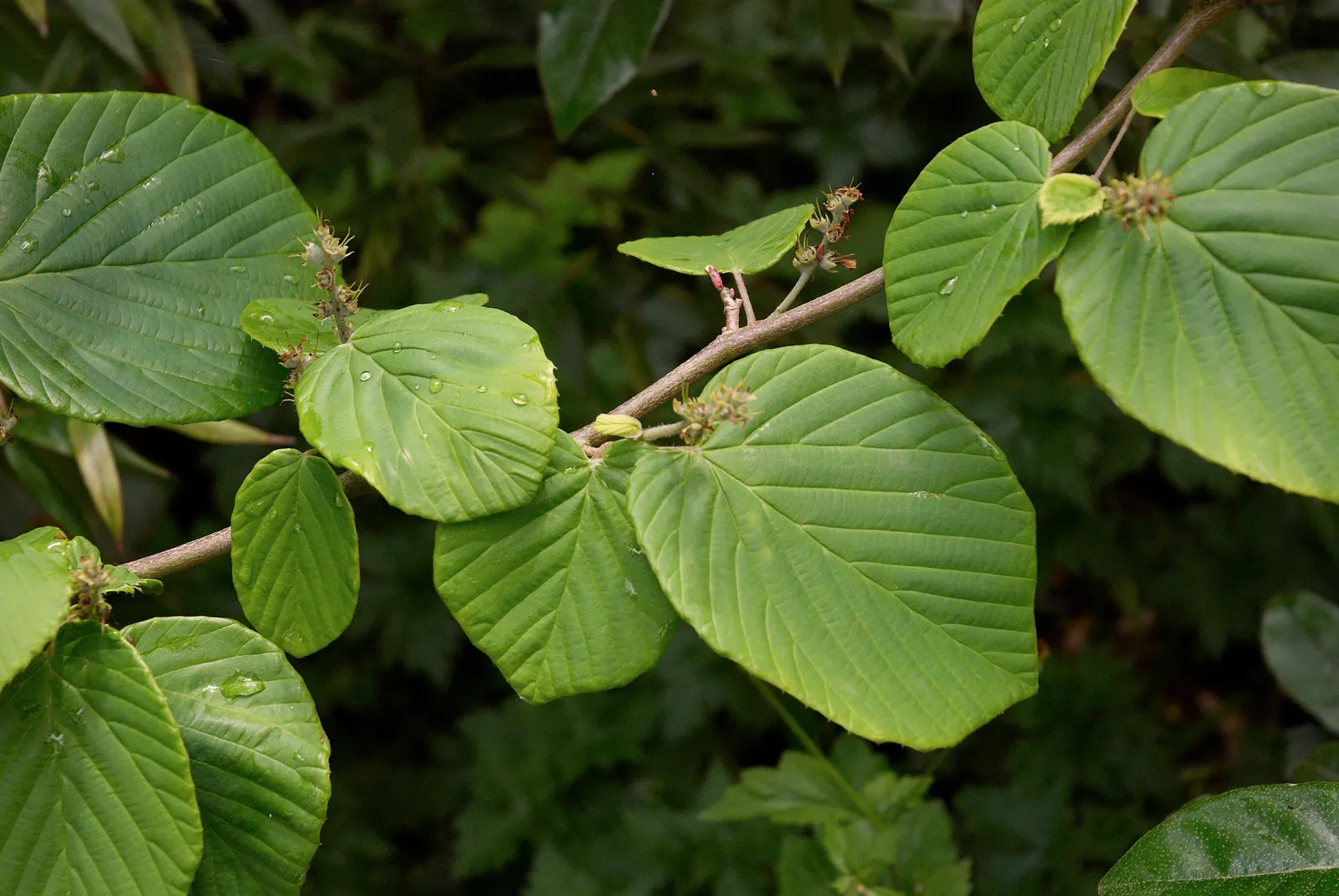 Winter Hazel (Corylopsis Spicata) — Preferring partial shade and well-drained acidic soil, it's ideal for woodland gardens and mixed borders