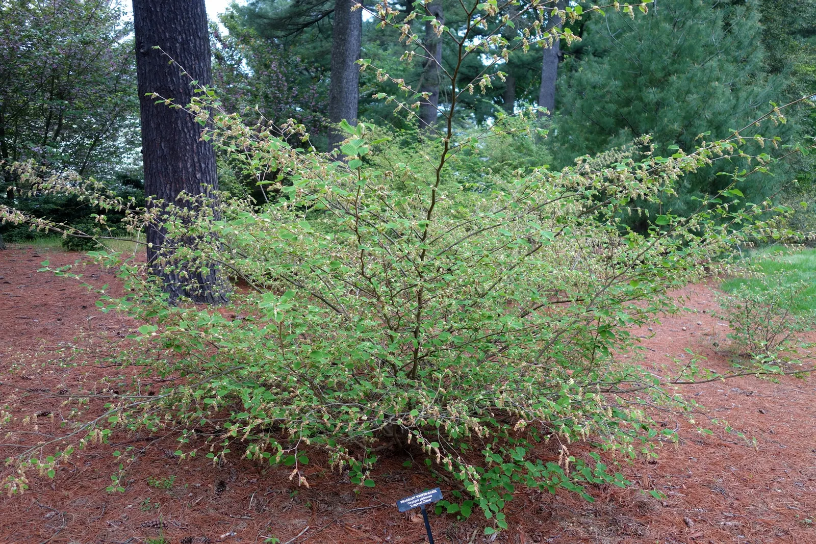 Winter Hazel (Corylopsis Spicata) — <br><br>Not just a one-season wonder; which allows its pendulous, image 70