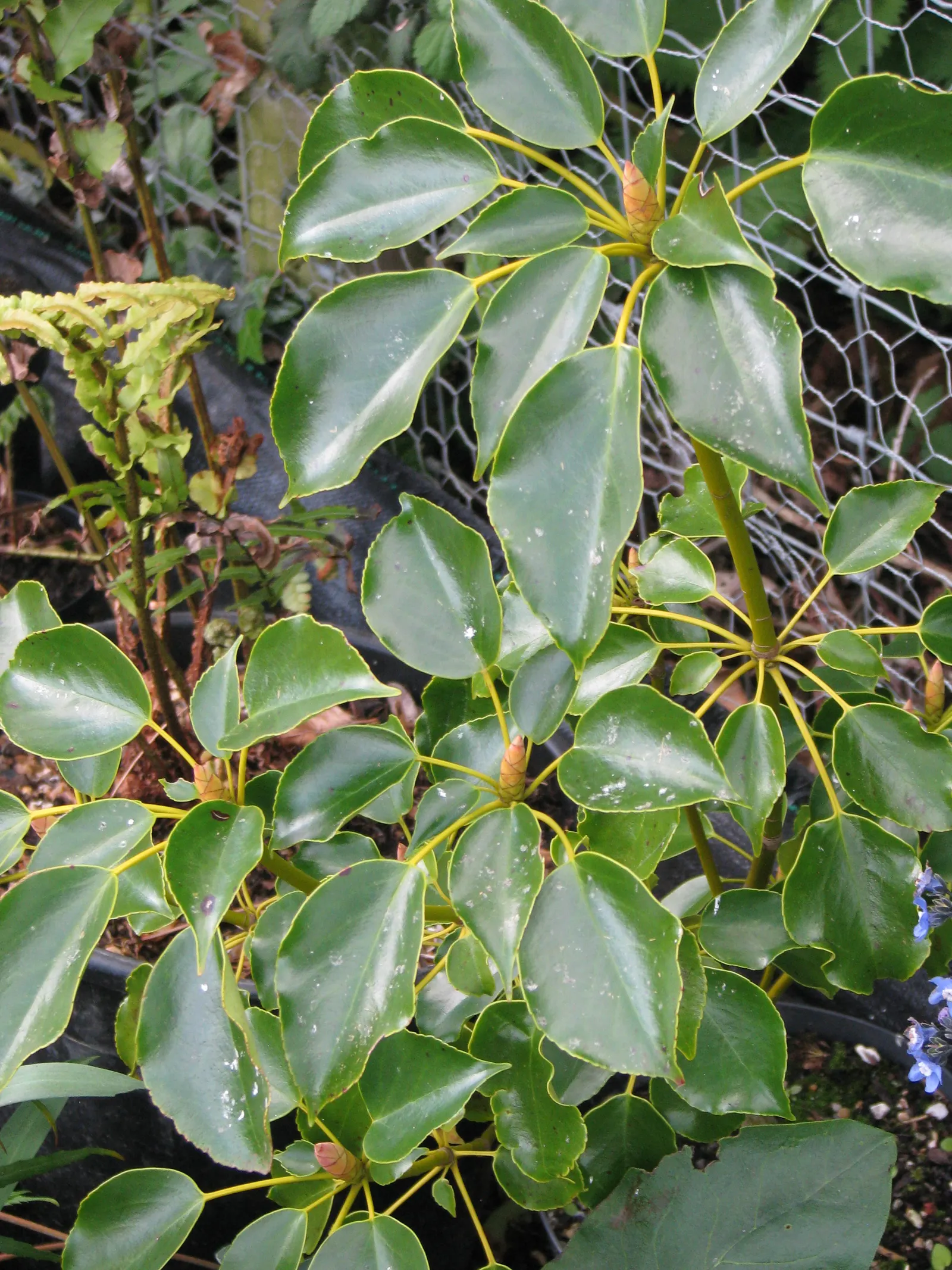 Wheel Tree (Trochodendron Araloides) — leathery leaves that are whorled at the ends of the branches; each leaf spans roughly 3 to 5 inches long