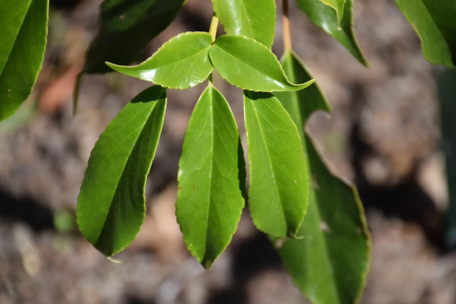 Wheel Tree (Trochodendron Araloides) — although it can withstand more sunlight in cooler climates; tree with green and multi-colored and yellow, image 60