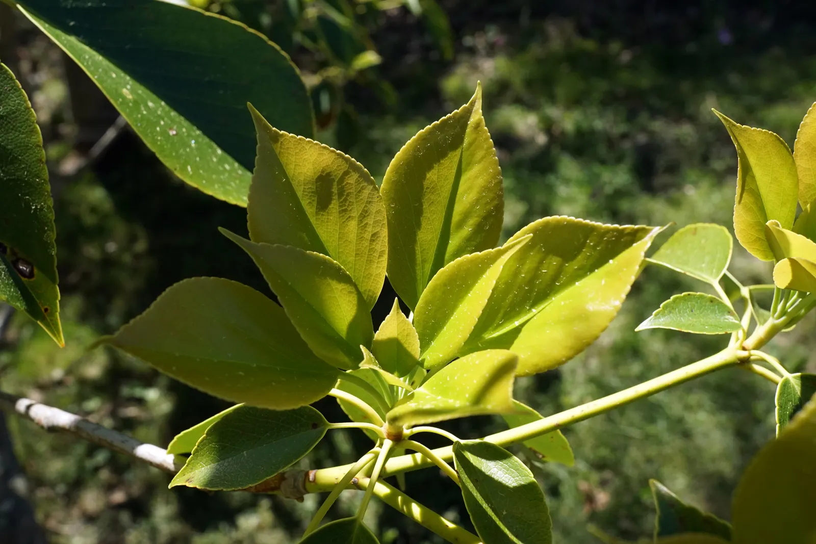 Wheel Tree (Trochodendron Araloides) — The Wheel Tree is hardy in USDA zones 7 through 9