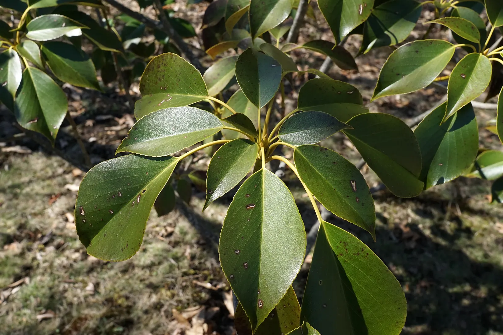 Wheel Tree (Trochodendron Araloides) — The Wheel Tree is hardy in USDA zones 7 through 9; green and multi-colored and yellow flowers in the garden