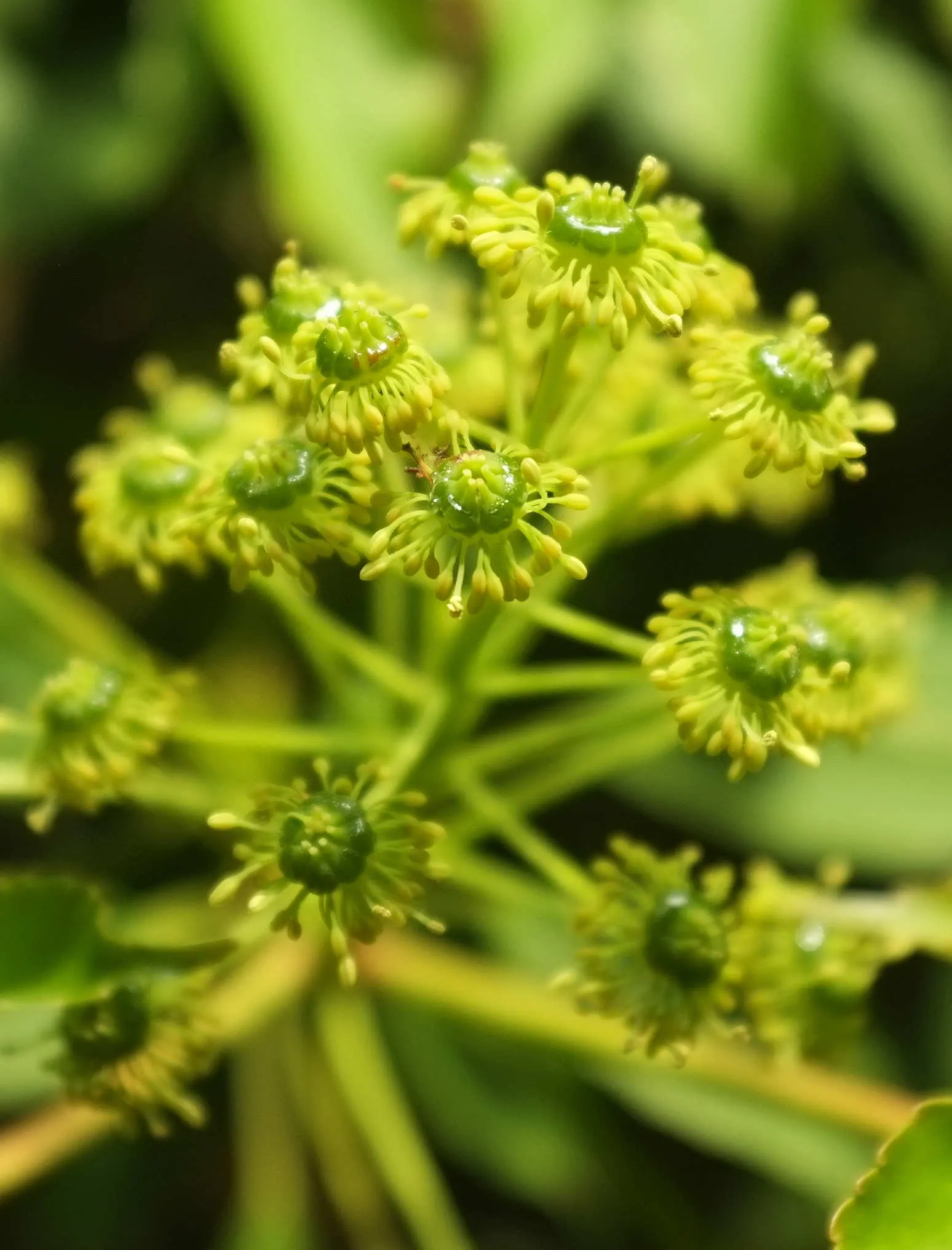 Wheel Tree (Trochodendron Araloides) — the Wheel Tree boasts clusters of yellowish-green flowers; tree for full or half, image 57