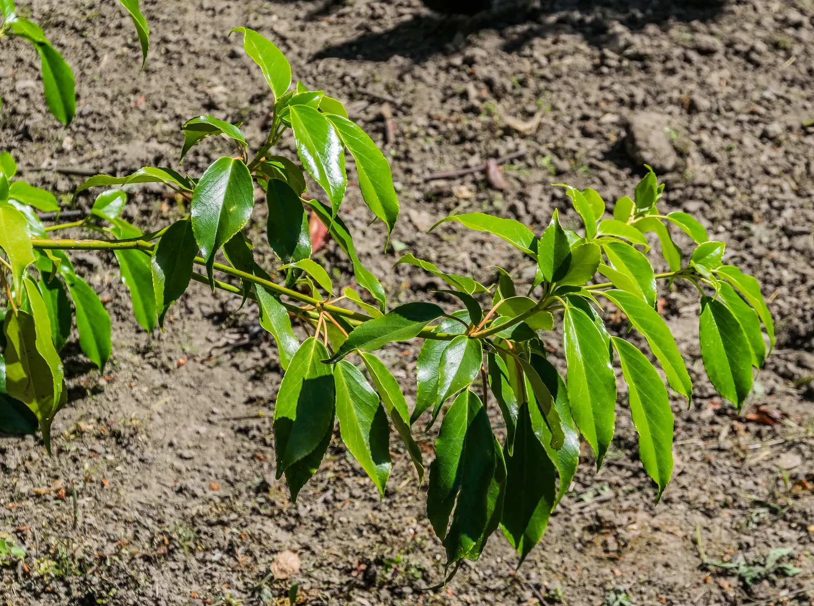 Wheel Tree (Trochodendron Araloides) — In late spring to early summer
