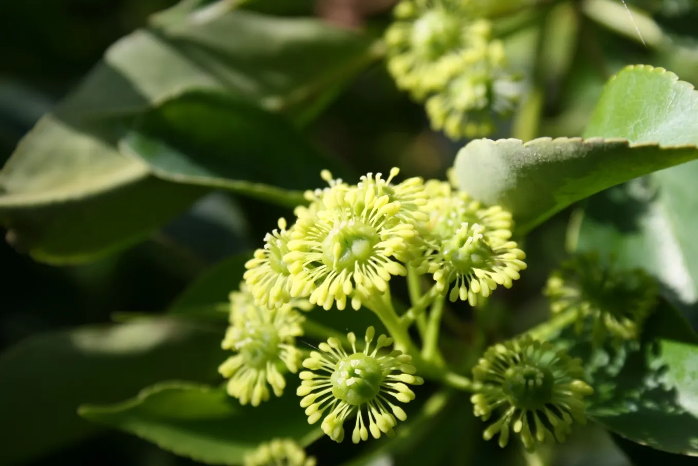 Wheel Tree (Trochodendron Araloides) — presents a unique and enchanting choice for a garden landscape; thriving in USDA zones 6-8, it enjoys, image 51