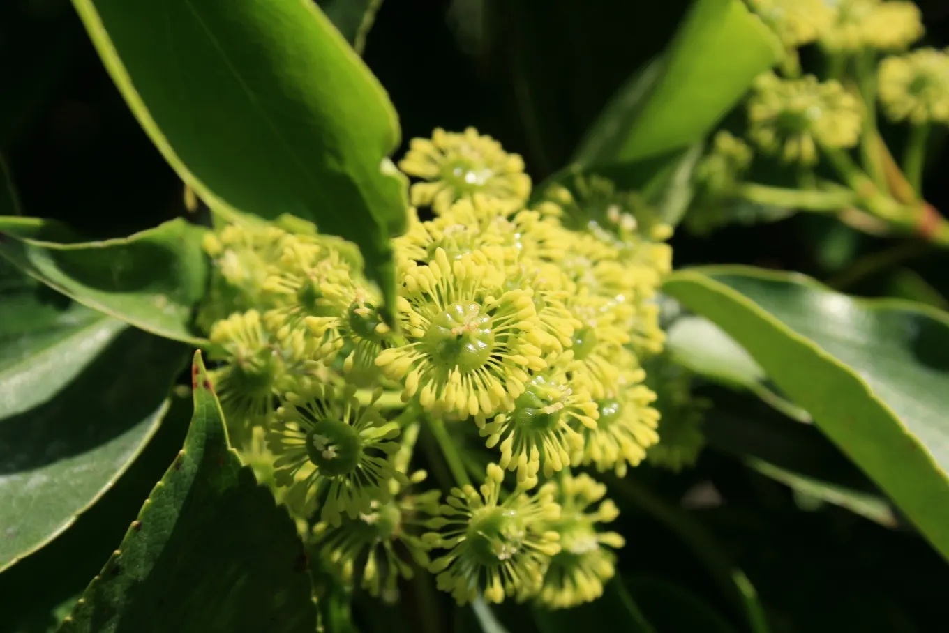 Wheel Tree (Trochodendron Araloides) — Hardy and low-maintenance, it adds year-round interest; wheel Trees can reach a mature height of approximately 15 to 30