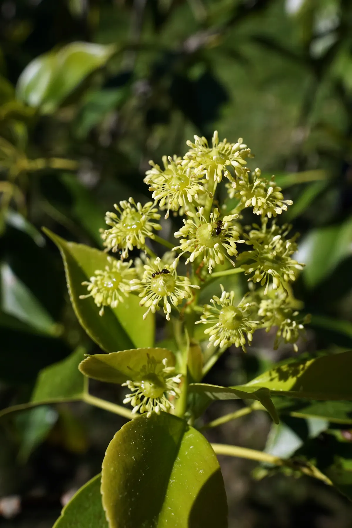 Wheel Tree (Trochodendron Araloides) — Due to its moderate growth rate, this tree is relatively low maintenance; the Wheel Tree boasts clusters of