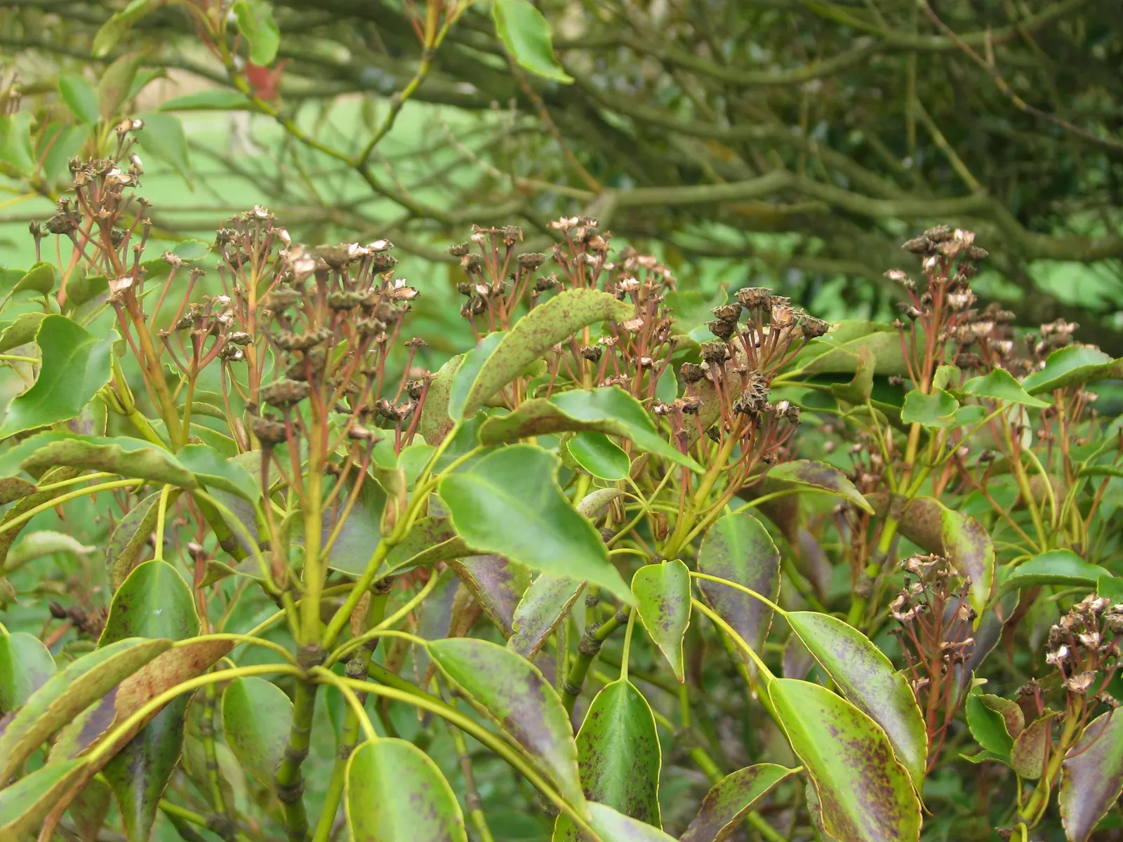 Wheel Tree (Trochodendron Araloides) — which lack petals and measure about 1 to 1.5 inches across; presents a unique and enchanting choice for a, image 58