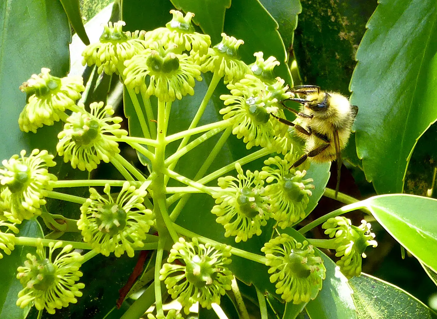 Wheel Tree (Trochodendron Araloides) — Thriving in USDA zones 6-8, it enjoys partial shade and moist, well-drained soil