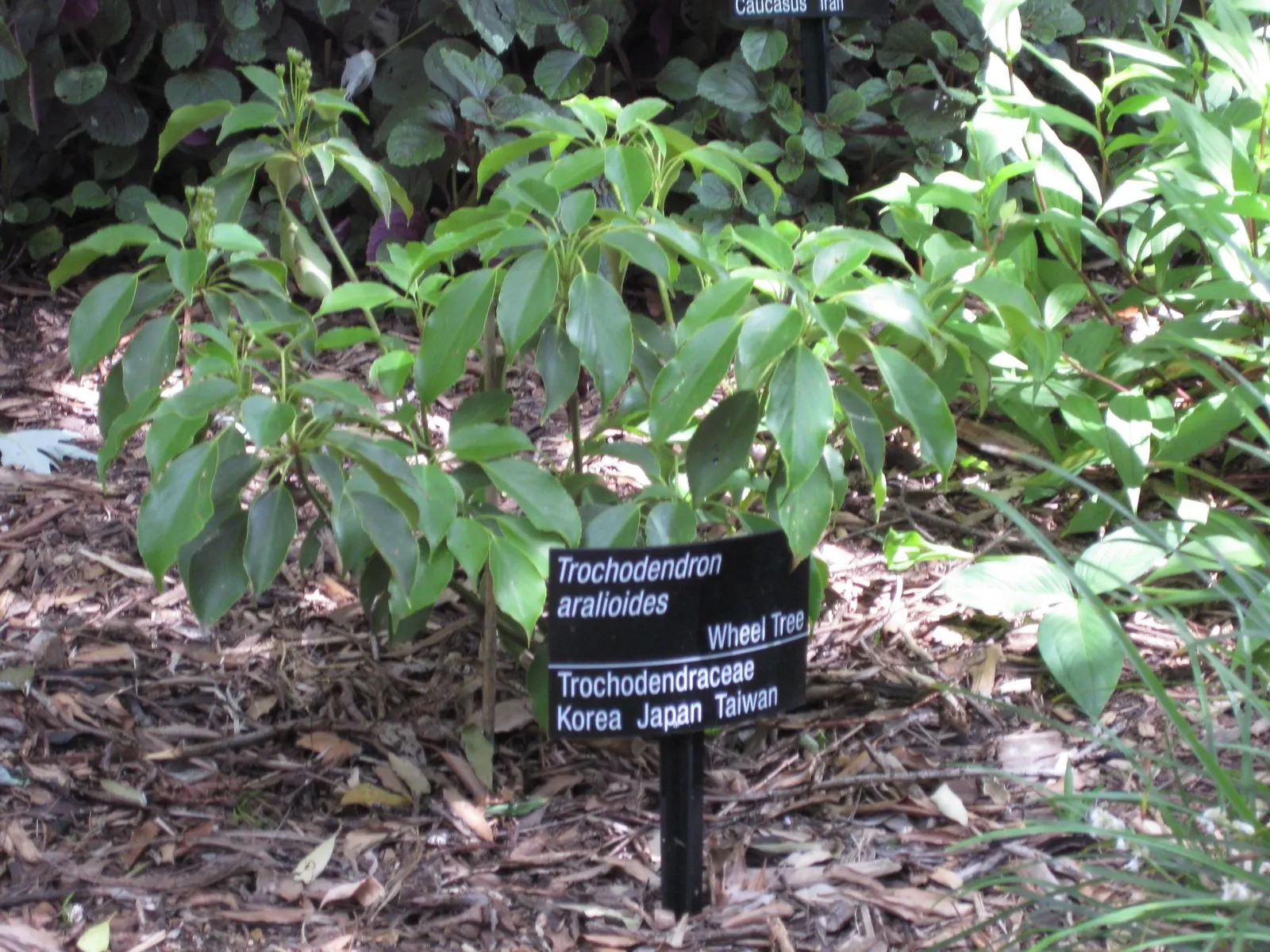 Wheel Tree (Trochodendron Araloides) — This evergreen species is distinguished by its distinctive