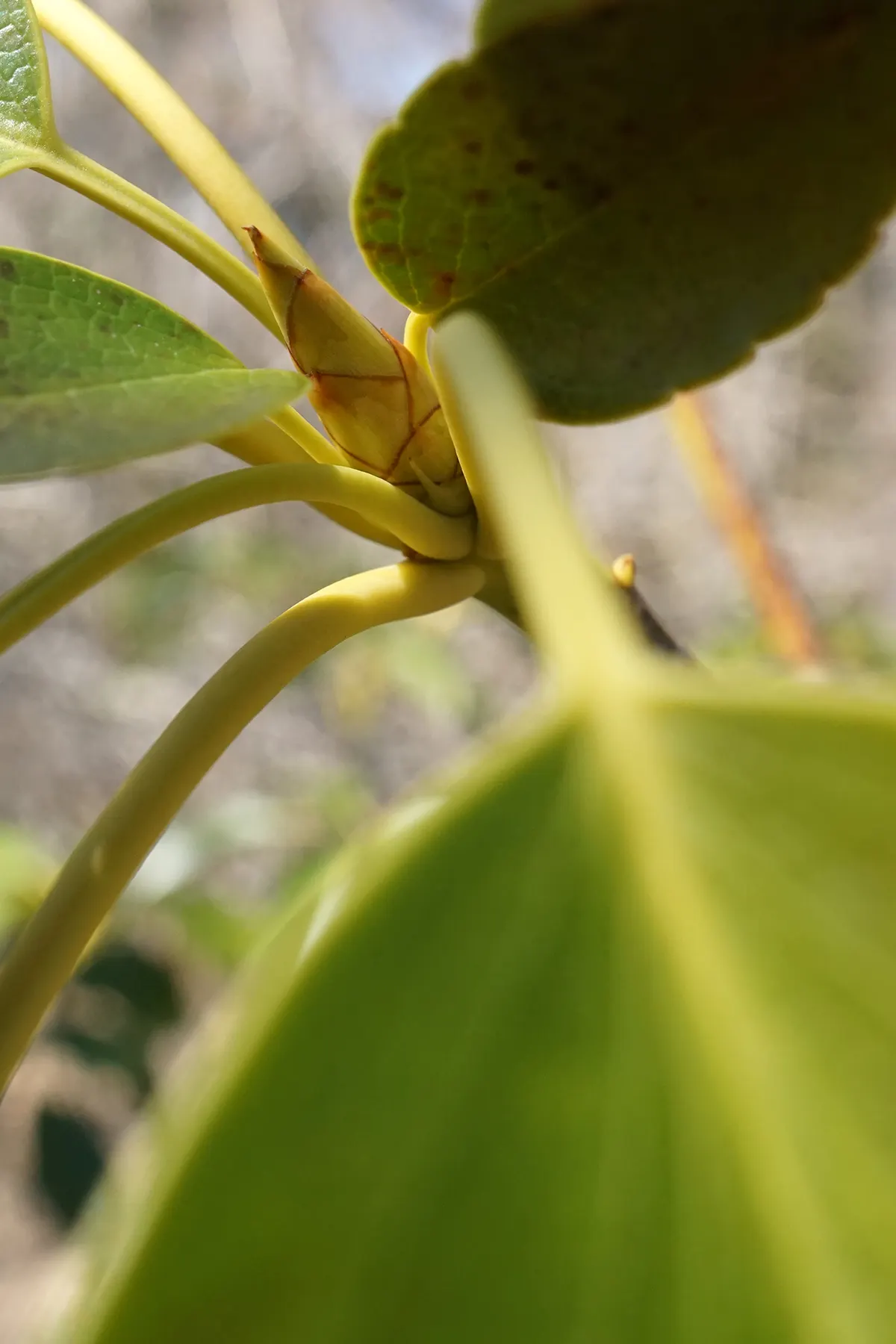 Wheel Tree (Trochodendron Araloides) — In late spring to early summer; consider that the Wheel Tree prefers partial to full shade, image 56