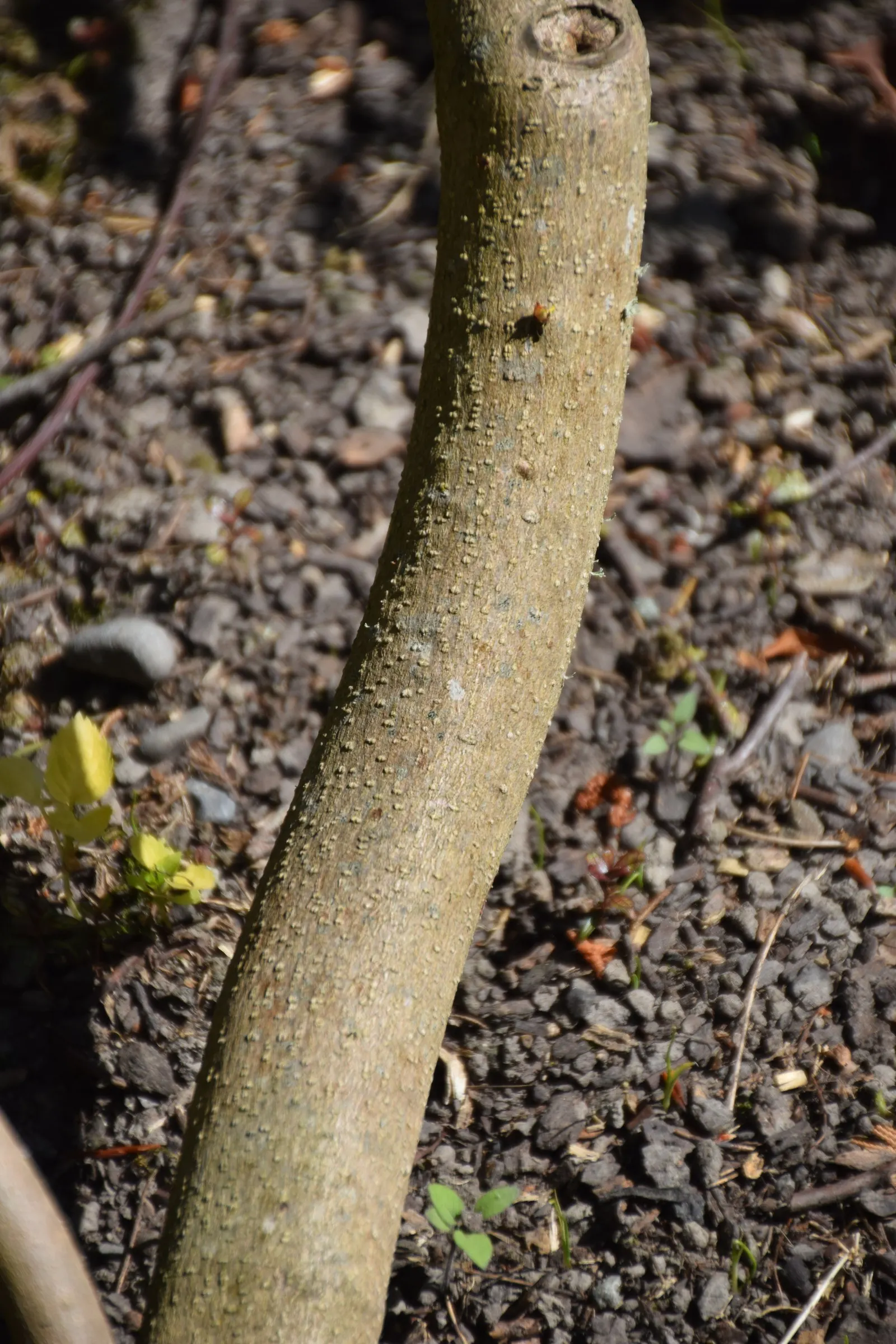 Wheel Tree (Trochodendron Araloides) — Perfect for understory planting or as a focal point in woodland gardens; when mature, it stands 15-30 feet tall, with a