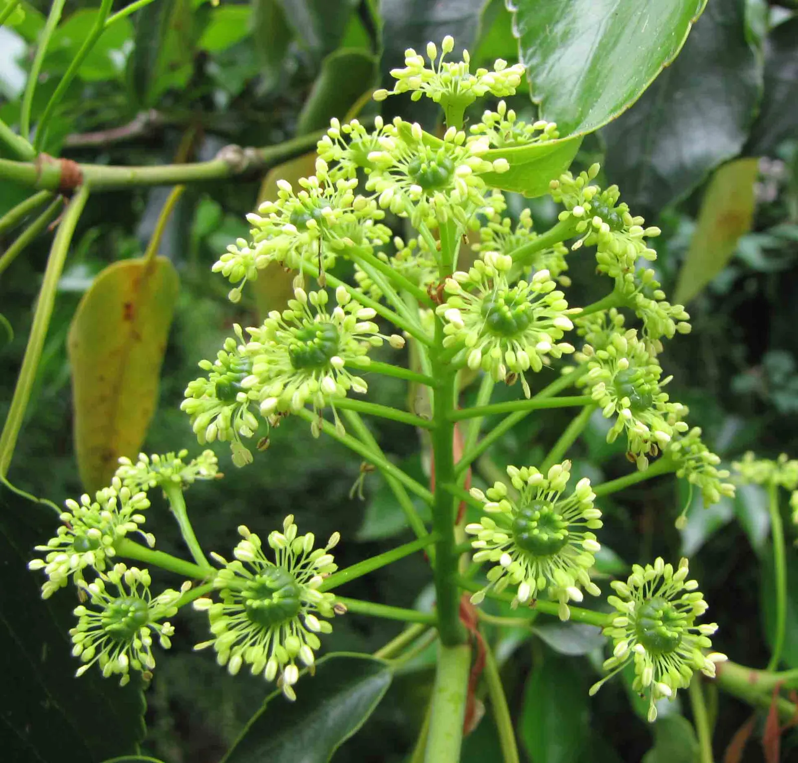 Wheel Tree (Trochodendron Araloides) — presents a unique and enchanting choice for a garden landscape