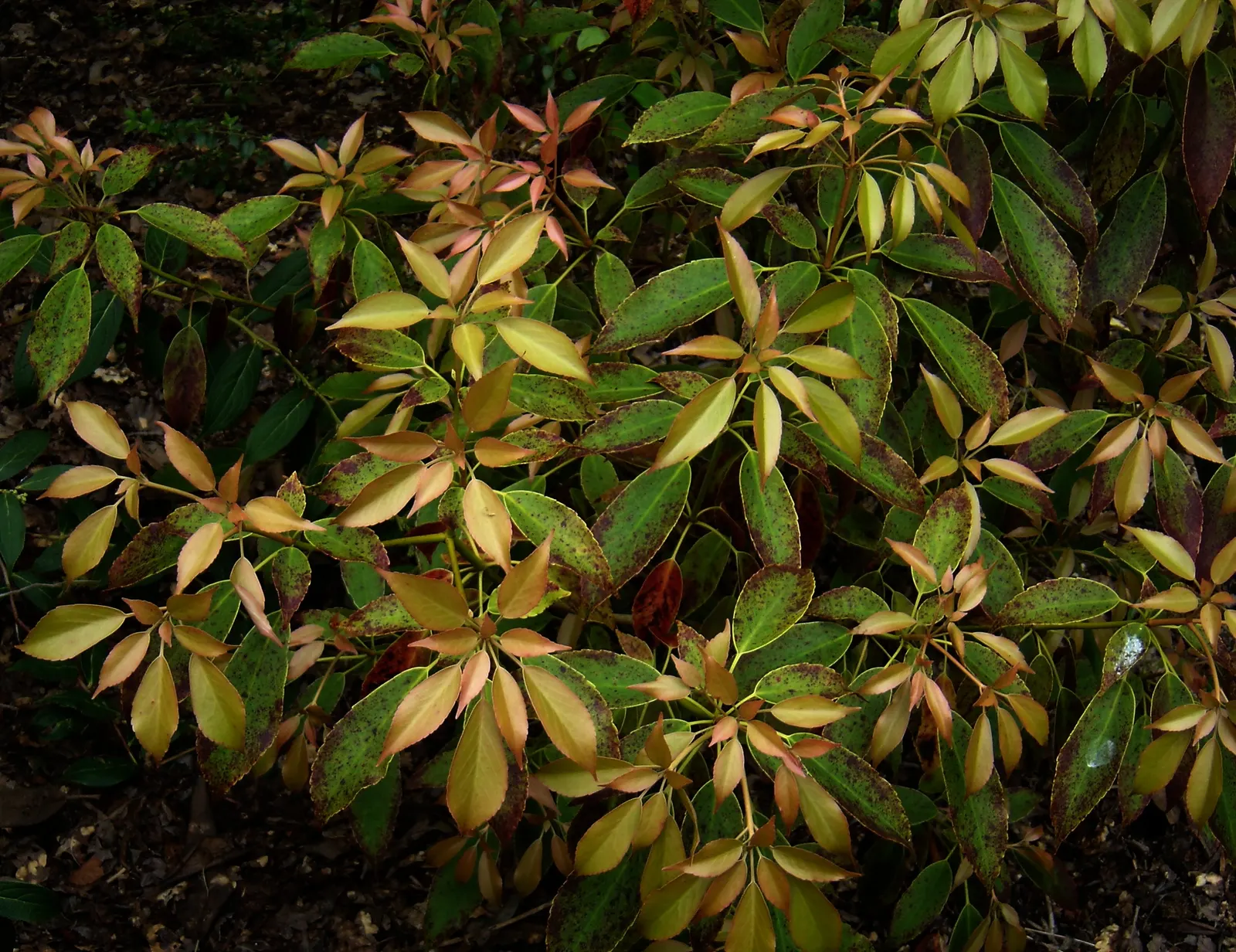 Wheel Tree (Trochodendron Araloides) — wheel-like flower arrangement from which its common name is derived; although it can withstand more sunlight, image 53