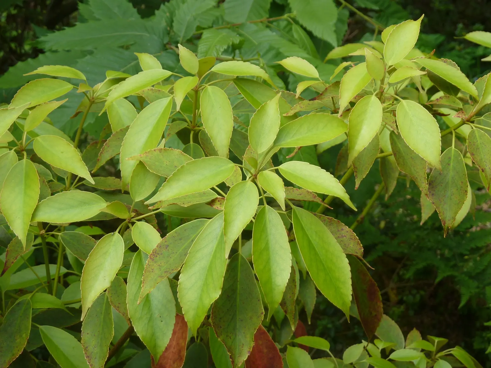 Wheel Tree (Trochodendron Araloides) — glossy green leaves and striking wheel-shaped flowers