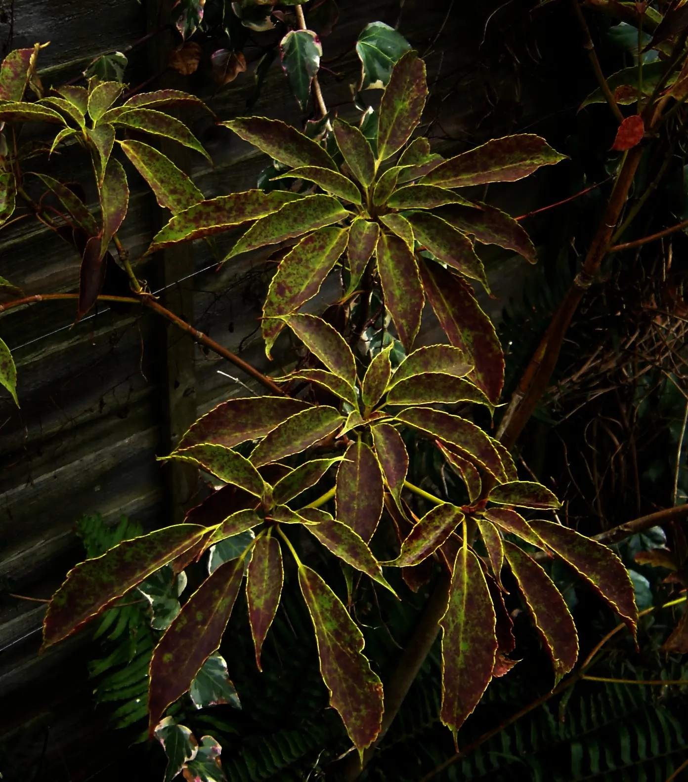 Wheel Tree (Trochodendron Araloides) — consider that the Wheel Tree prefers partial to full shade; which lack petals and measure about 1 to 1.5 inches across