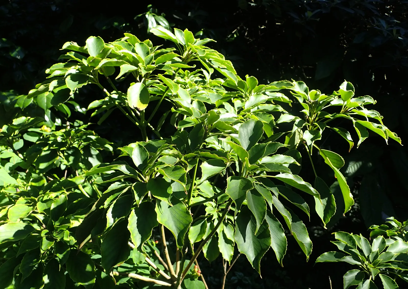 Wheel Tree (Trochodendron Araloides) — wheel-like flower arrangement from which its common name is derived; although it can withstand more sunlight in cooler