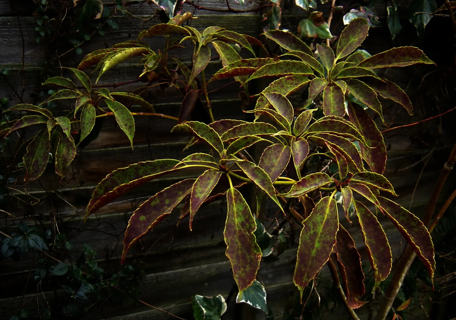 Wheel Tree (Trochodendron Araloides) — wheel-like flower arrangement from which its common name is derived